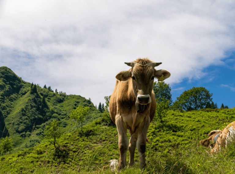 Allgäuer Braunvieh